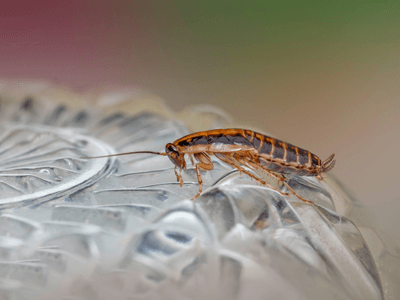 About Guardbarrierix Solution - pest control experts in Felton